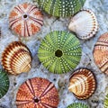 Sea urchins and seashells on white wet rock