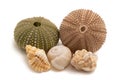 Sea urchins and sea shells