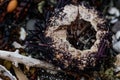 Sea urchins, shells and seaweed on the shore