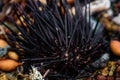 Sea urchins, shells and seaweed on the shore