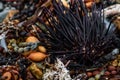 Sea urchins, shells and seaweed on the shore