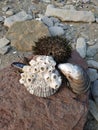 Sea urchins and shells on the stone. Tubes on the shell.