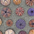 Sea urchins shells on wet sand beach top view