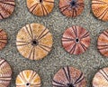 Sea urchins shells on wet sand beach top view