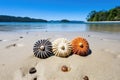 sea urchins and starfishes sunbathing on wet sand Royalty Free Stock Photo