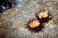 Sea urchins on stone, selected focus