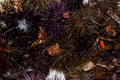 Sea urchins, are typically spiny, globular animals, echinoderms in the class Echinoidea. For sale at the fish market Royalty Free Stock Photo