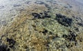 Sea urchins underwater in Egypt