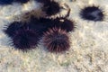 Sea urchins underwater on a rocky seabed with sunlight through water surface, indian ocean, Africa