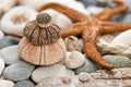 Sea urchins Royalty Free Stock Photo