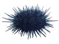 Sea urchin Strongylocentrotus nudus isolated on white background