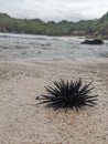 A Sea Urchins At Watu Karung Beach