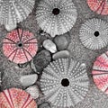 sea urchins on wet sand beach, filtered image in black, white and red Royalty Free Stock Photo