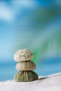 Sea urchins on white sand beach Royalty Free Stock Photo