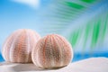 Sea urchins on white sand beach Royalty Free Stock Photo