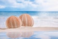 Sea urchins on white sand beach Royalty Free Stock Photo