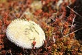 Sea urcin carapace with needles Royalty Free Stock Photo