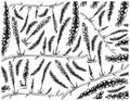 Hand Drawn of Sea Grape Seaweed on White Background