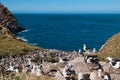 Sea view of albatross breeding colony Royalty Free Stock Photo
