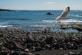 Sea view at Atlantic coast with sea mew Royalty Free Stock Photo