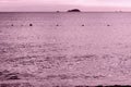 Sea view from the coast of Vietnam in the evening. Seascape pink color toned. Hoi An, Vietnam