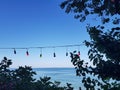 Sea view with colorful lights between trees