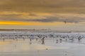 Beach at low tide and full of seagulls Royalty Free Stock Photo