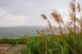 Sea view through reeds with gray sky in East Greenwich