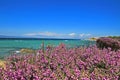 Sea view from the shore with flowers close up in front Royalty Free Stock Photo