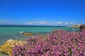 Sea view from the shore with flowers close up in front Royalty Free Stock Photo