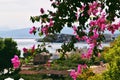 Sea view through a tree with pink flowers, Crete