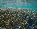 Sea view under surface with coral reef close up. Clean blue water of tropical seashore