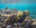 Sea view under surface with coral reef and sun rays. Clean blue water of tropical seashore.