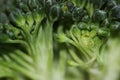 Raw broccoli detail