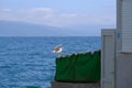 Sea view from the window with seagulls on background