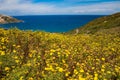 Sea view with yellow flowers