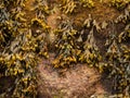 Sea Wall Covered With Seaweed And Barnacles At Low Tide
