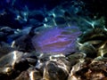 Sea walnut comb jellyfish - Mnemiopsis leidyi