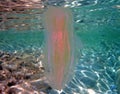 Sea walnut comb jellyfish - Mnemiopsis leidyi