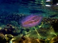 Sea walnut comb jellyfish - Mnemiopsis leidyi