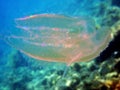 Sea walnut comb jellyfish - Mnemiopsis leidyi