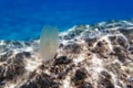 Sea walnut comb jellyfish - Mnemiopsis leidyi