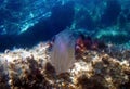 Sea walnut comb jellyfish - Mnemiopsis leidyi