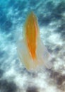 Sea walnut comb jellyfish - Mnemiopsis leidyi