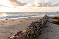 Sea washed wood log in a Cool Morning Sunrise in Miami South Beach, Florida Royalty Free Stock Photo