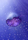 Sea Water Blue Deep Ocean Jellyfish Aurelia