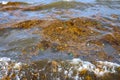 Sea water with brown seaweed and garbage. Aquatic trash in sea. Plastic pollution in ocean Royalty Free Stock Photo