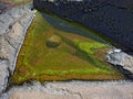 sea water puddle with light green algas Royalty Free Stock Photo