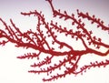 Sea water red algae Royalty Free Stock Photo