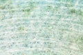 Sea water ripples texture, water waves surface, transparent light blue ocean water top view, clear aqua background, underwater Royalty Free Stock Photo